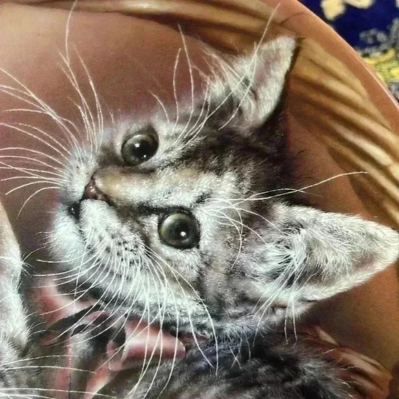 Eye-catching beautiful cat plate. - Picture 2 of 6